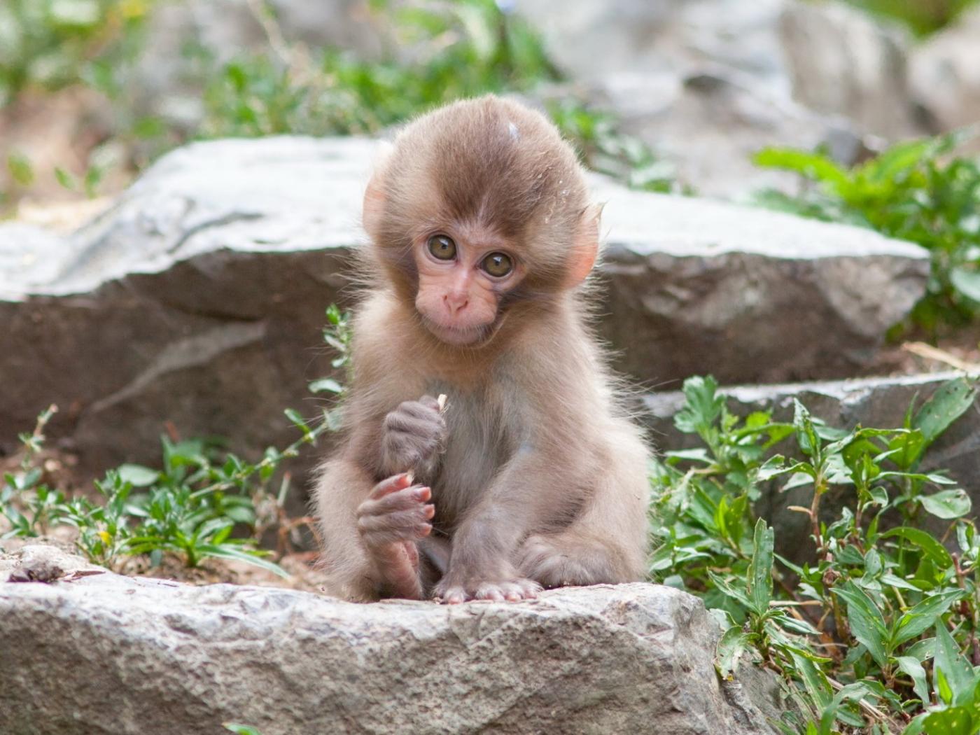 Pictures of Baby Monkeys Wallpaper in HD HD Wallpapers