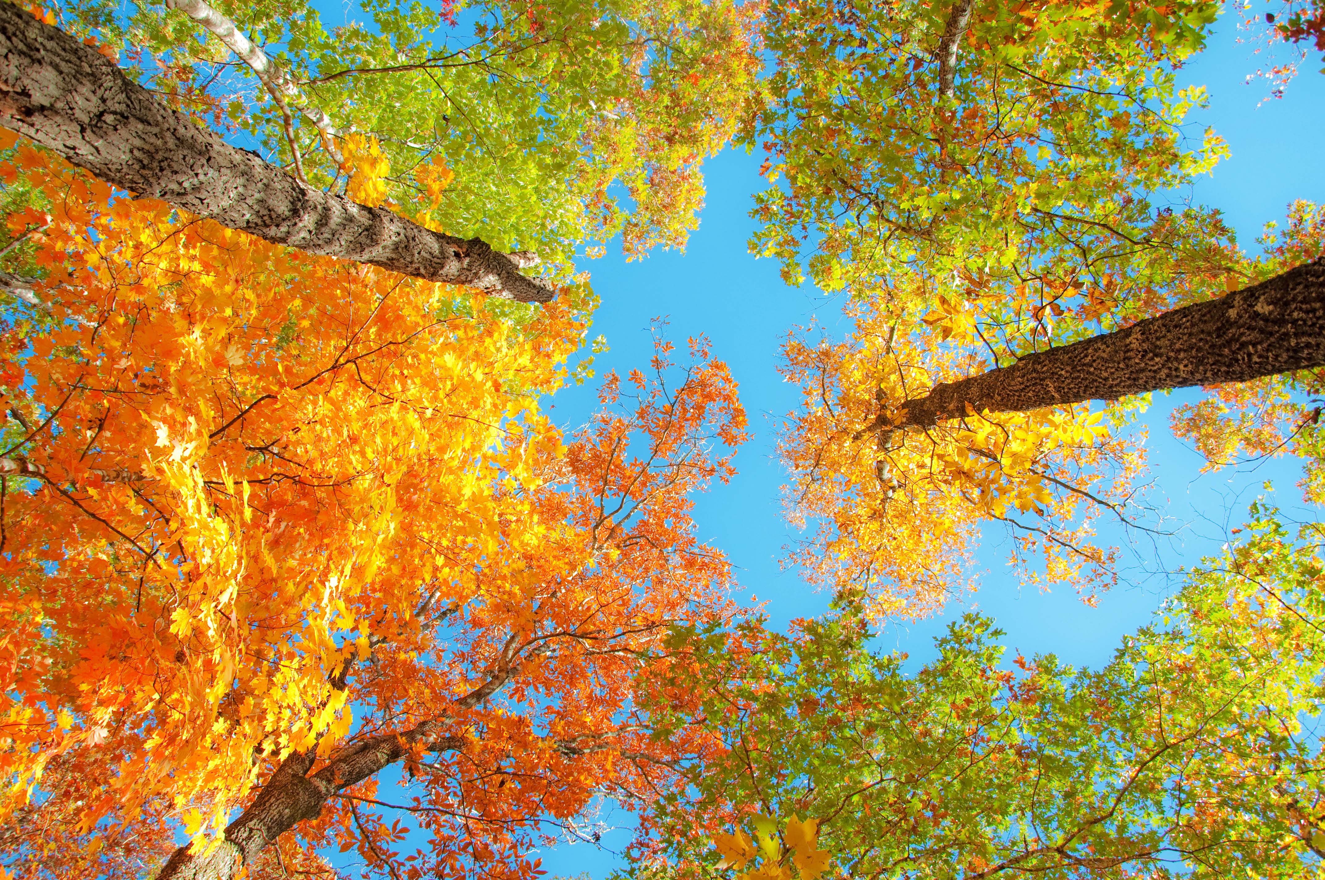 Fall Foliage Desktop Wallpapers