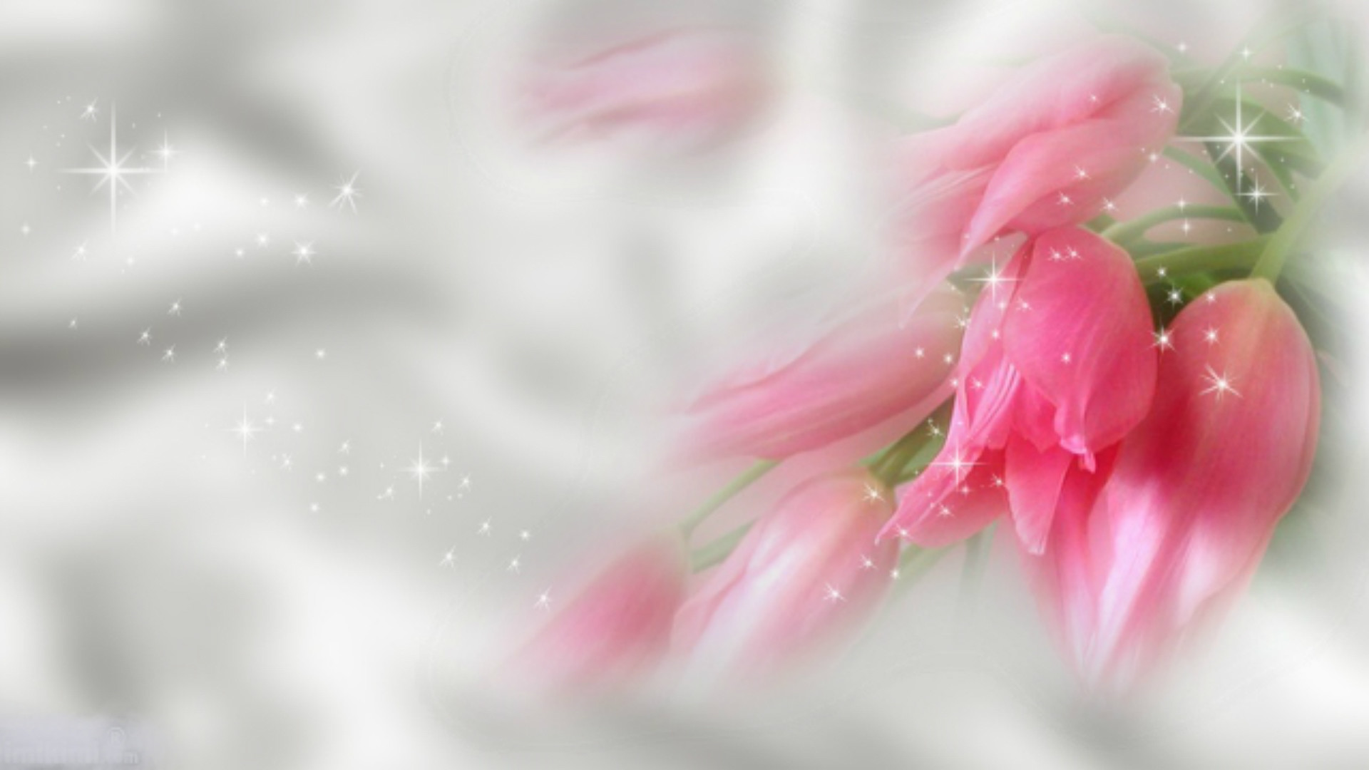Full HD P Flowers Wallpaper Desktop Background