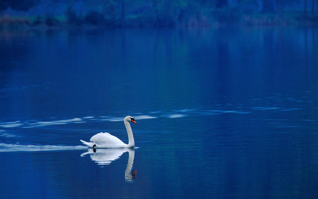 animal swan swan lake photo animal photos swan photos pictures 1280x800