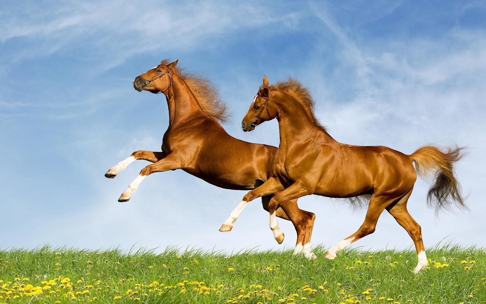 Met Twee Bruine Steigerende Paarden HD Wallpaper Foto