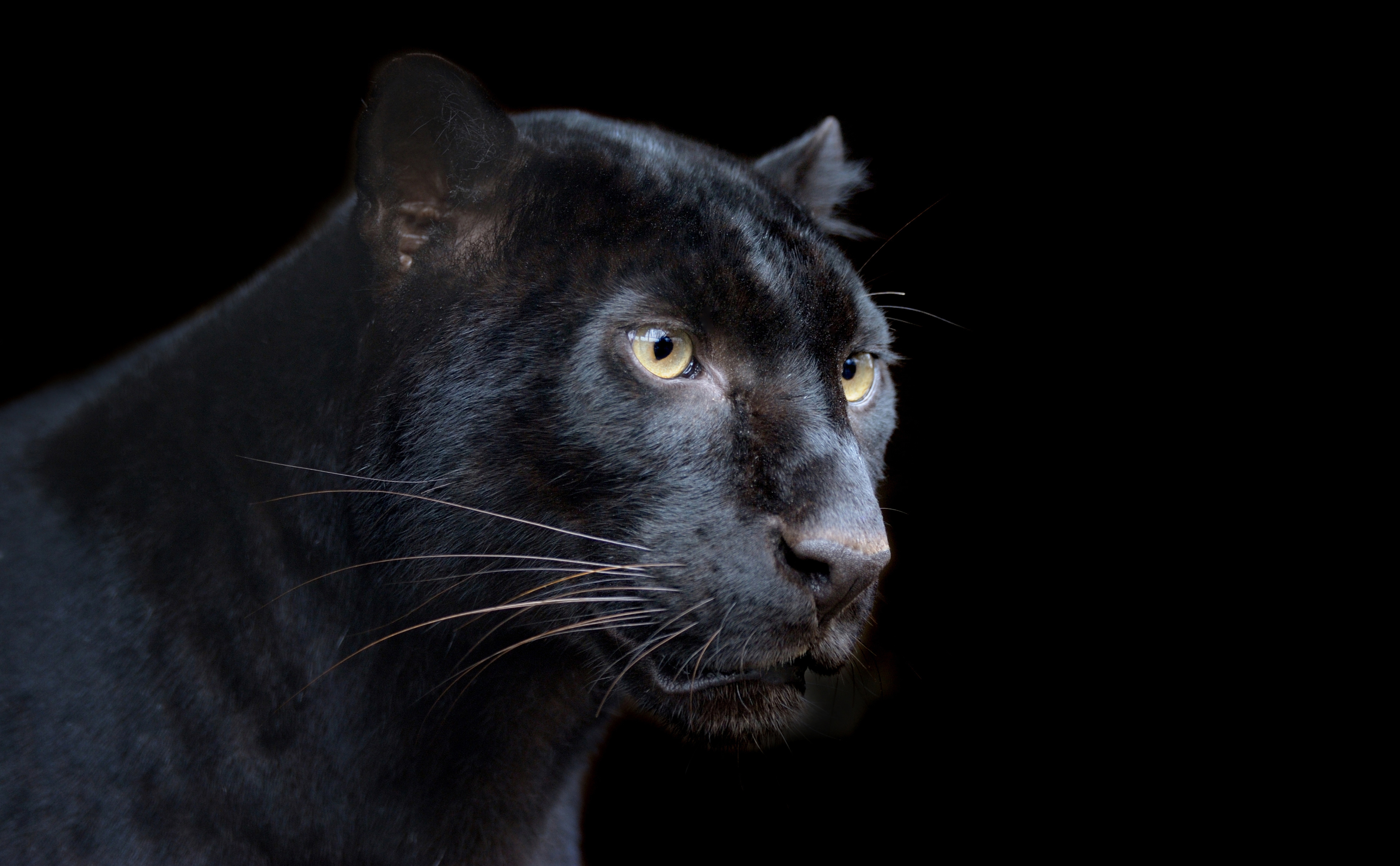 Panther Leopard Wolf Black Background Wallpaper