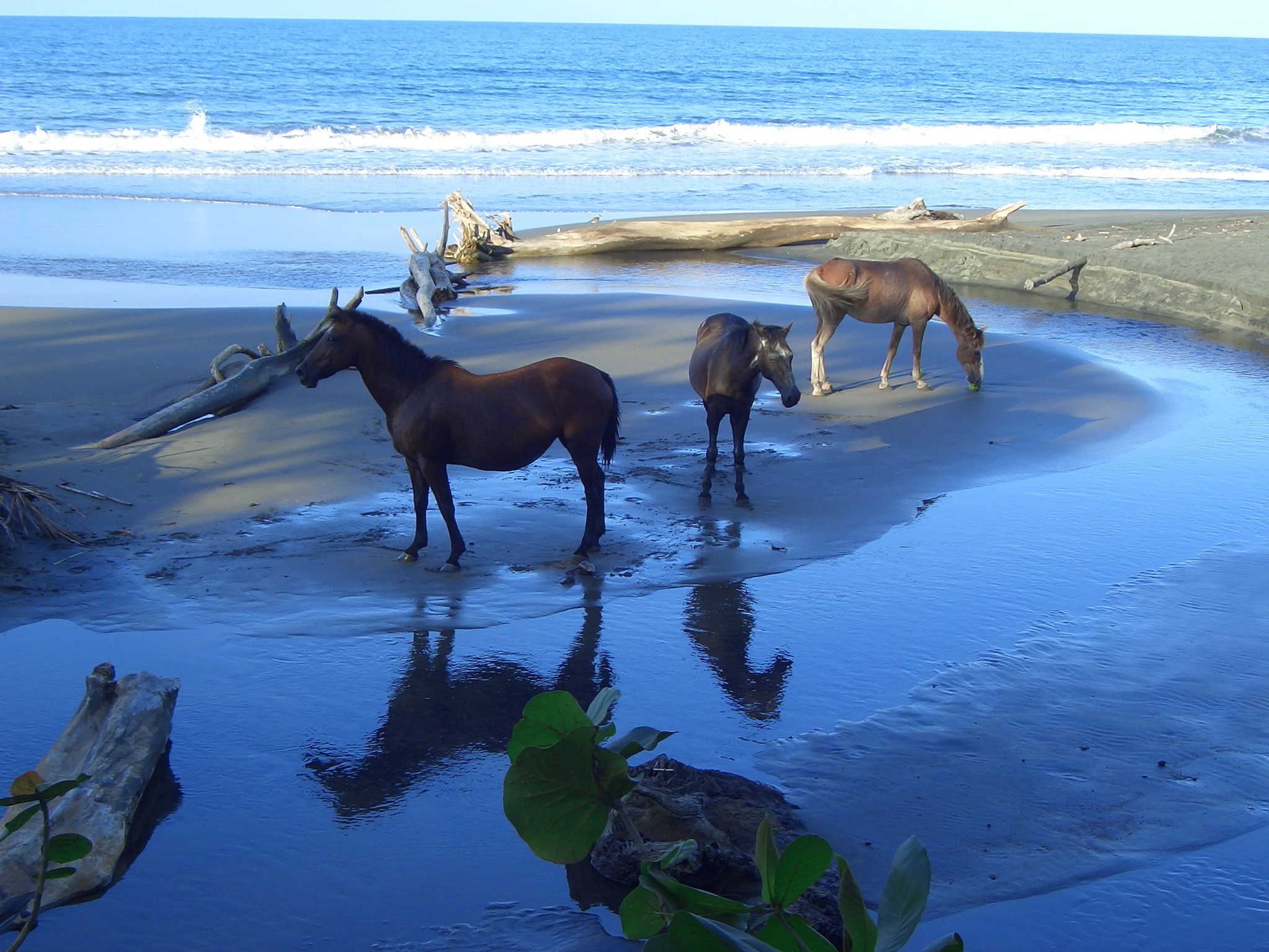 Horses On The Beach Wallpaper Background