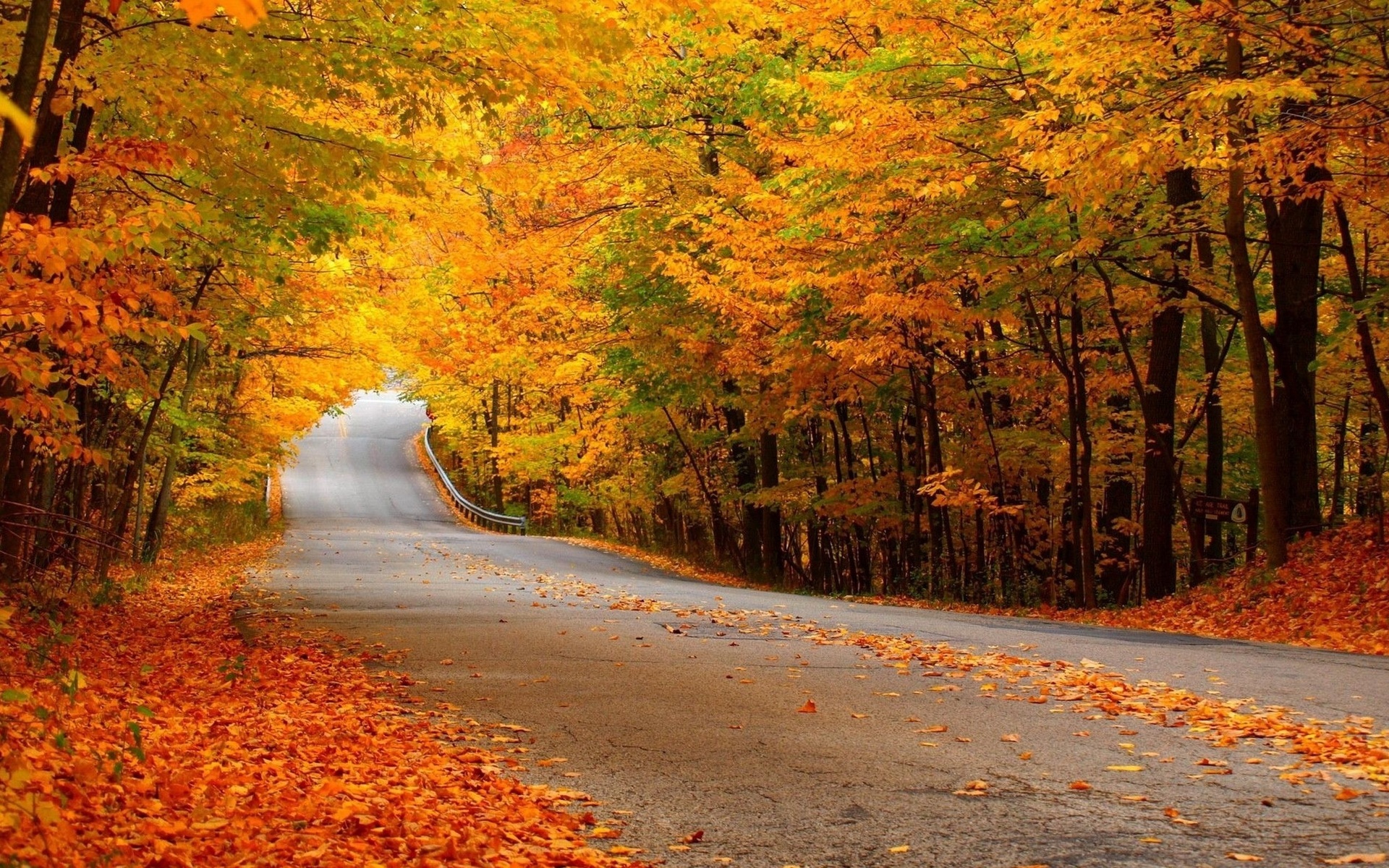 Nature Trees Forest Leaves Autumn Fall Seasons Roads Colors Wallpaper