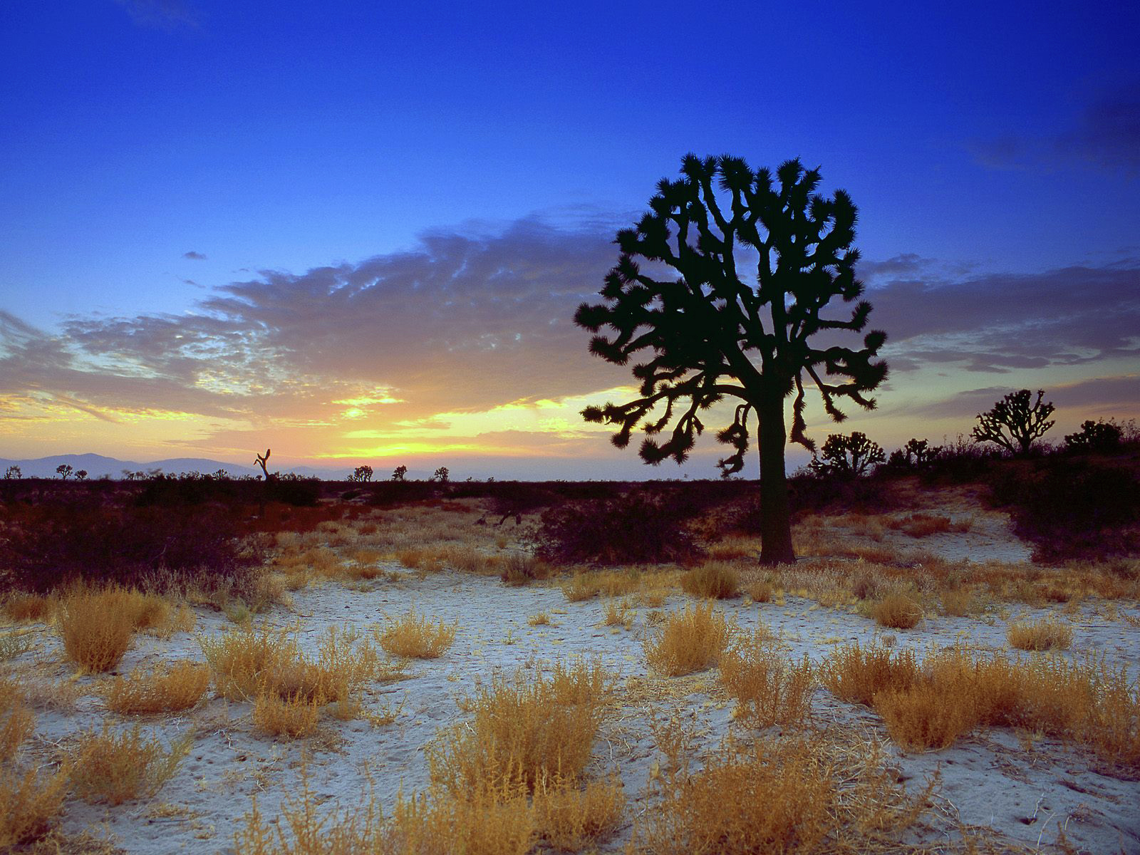 Desert California Picture Joshua Tree Sunset Mojave