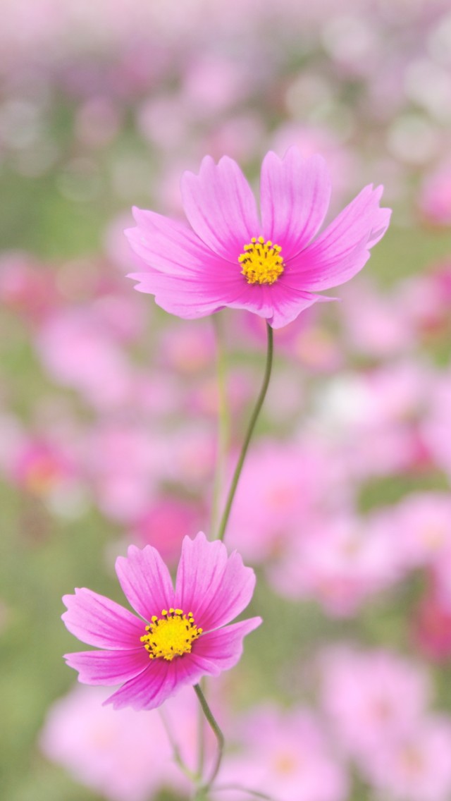 Pink Cosmos iPhone Wallpaper Background And