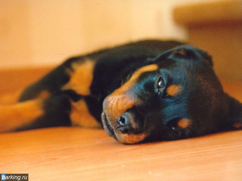 Chand Rottweiler Dog Wallpaper Puppy And Photos