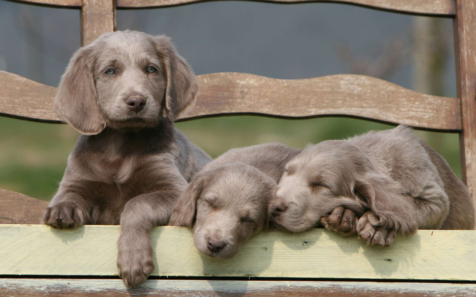 Weimaraner Computer Wallpaper Desktop Background Id