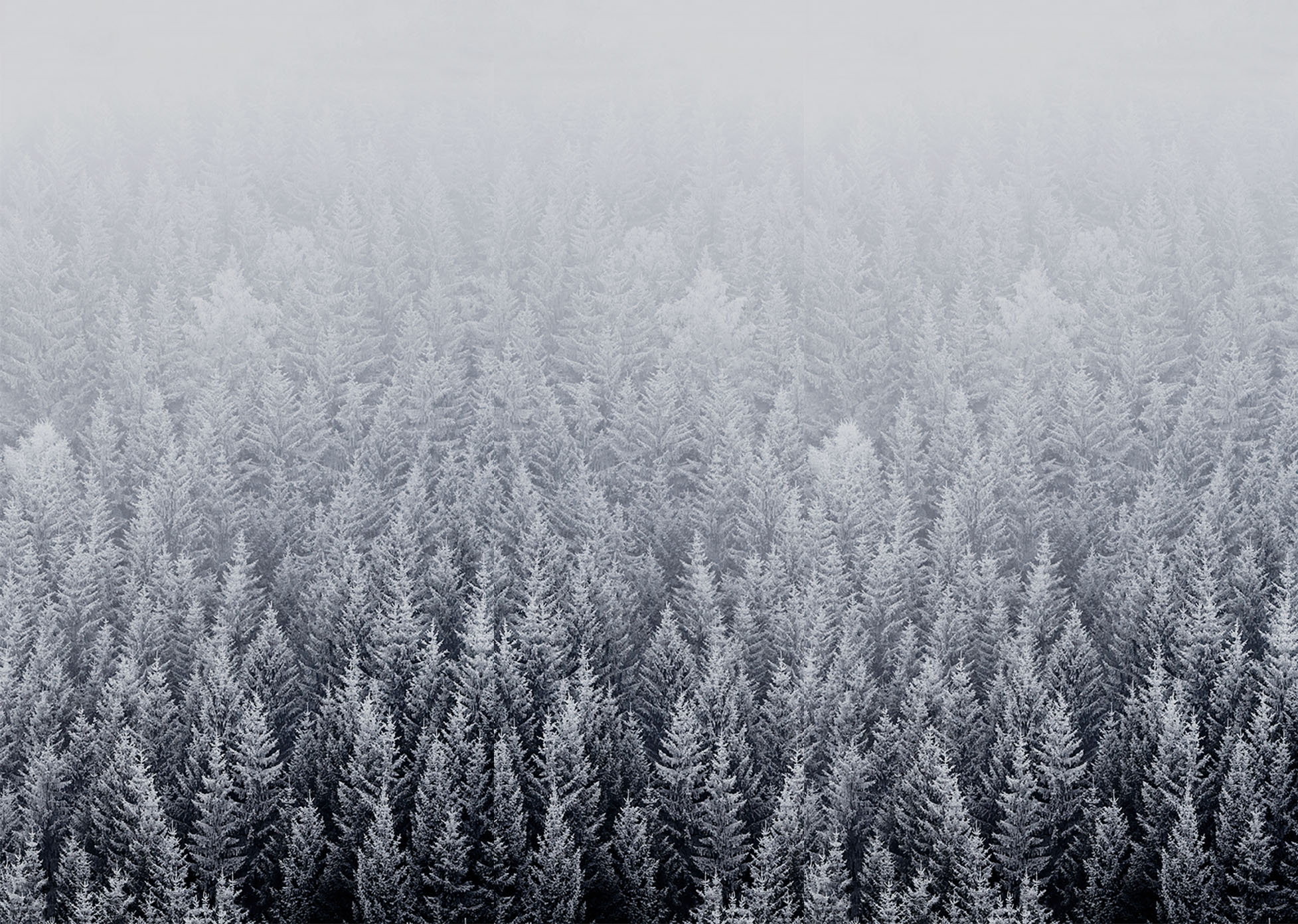 Ios Snow Forest Default Mac Desktop Wallpaper