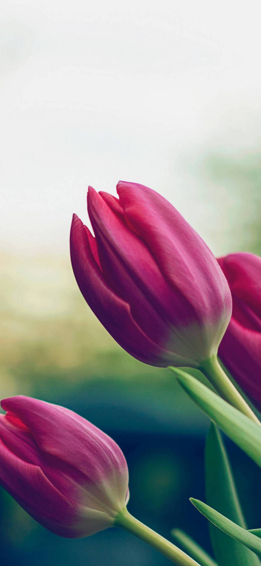 Flower Wallpaper For Mobile HD