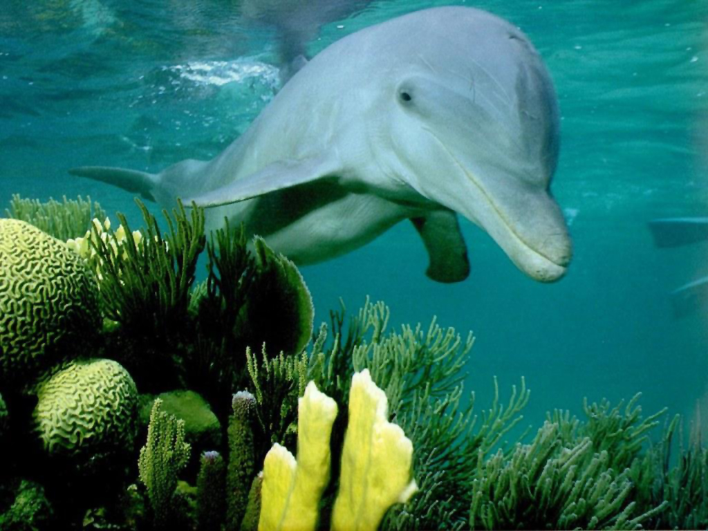 Animals In Coral Reefs Dolphin On