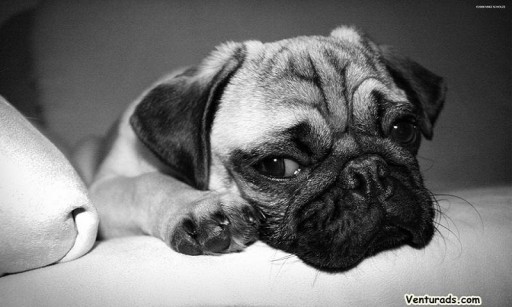 Pug Wallpaper Cute Puppies Lots Of Small Dogs Pictures Black And