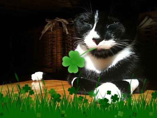 All Things Holiday On St Patrick S Kittens