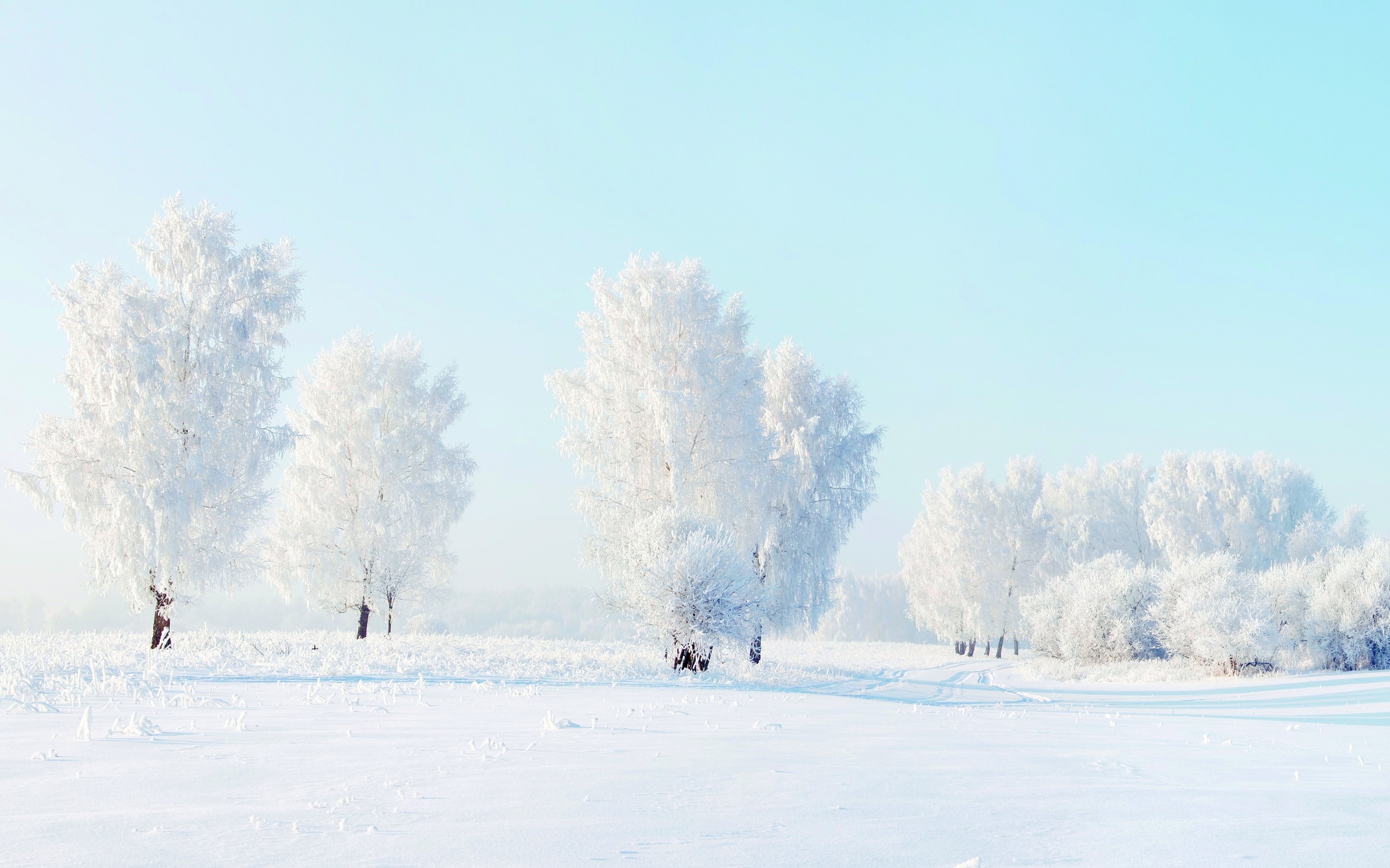 Winter Frost Trees Snow Wallpaper