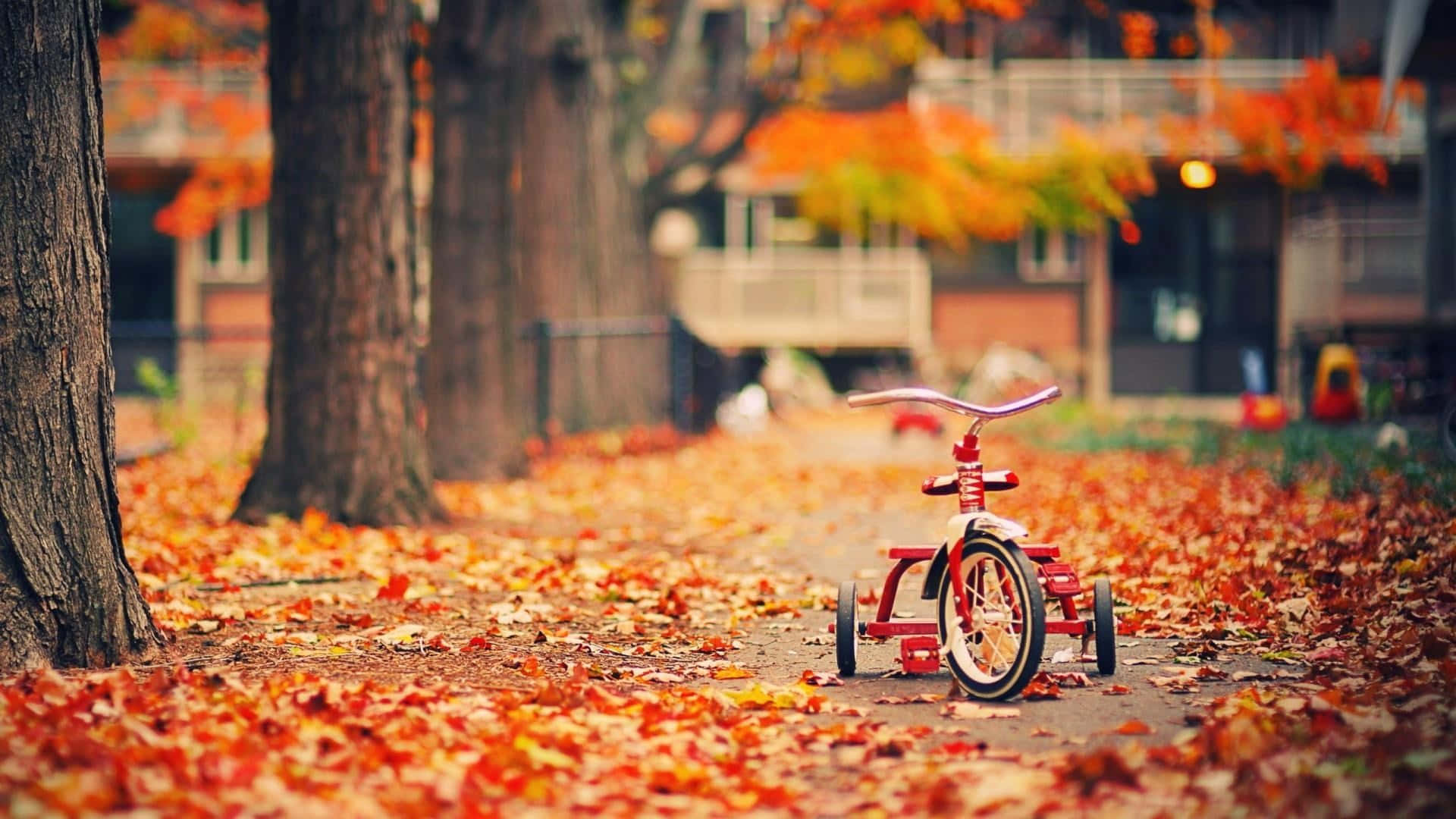 Fall Wallpaper