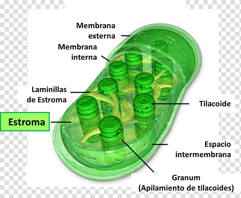 Chloroplast Chlorophyll Synthesis Stroma Cell Plant Transparent
