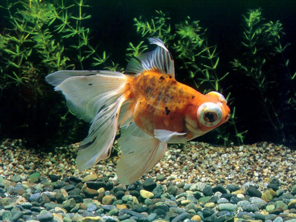 Mon Goldfish Wallpaper HD