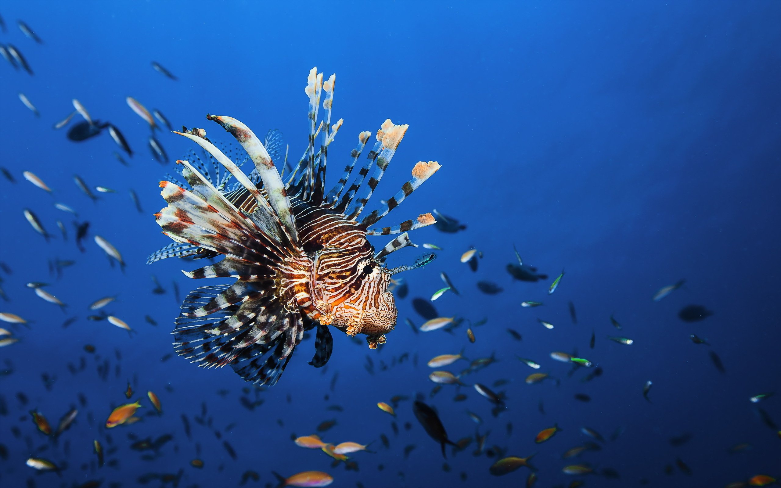 Gallery For Gt Lionfish Wallpaper