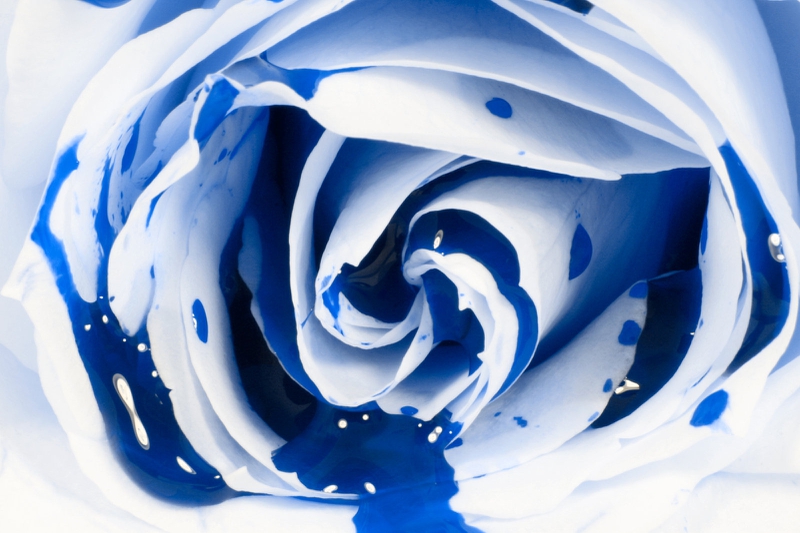 Blood Blue Rose Bleeding Nature Flowers HD Desktop Wallpaper