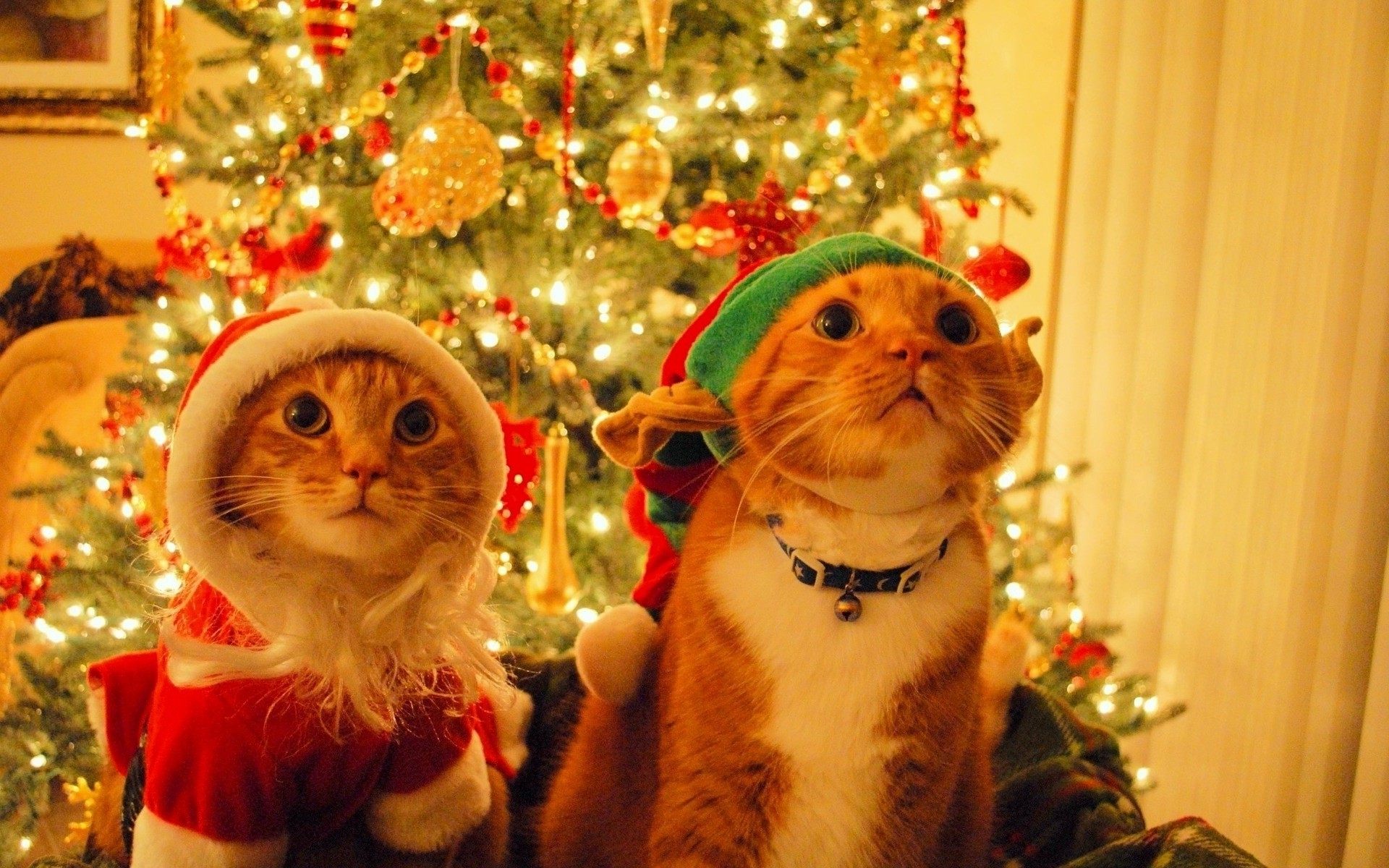 Cats Dressed Up For Christmas Wallpaper