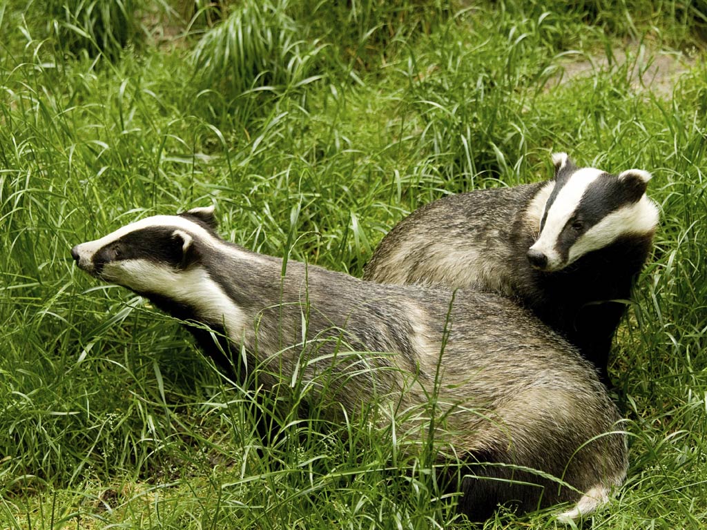 badger animal wallpapers download for free wallpaper collections