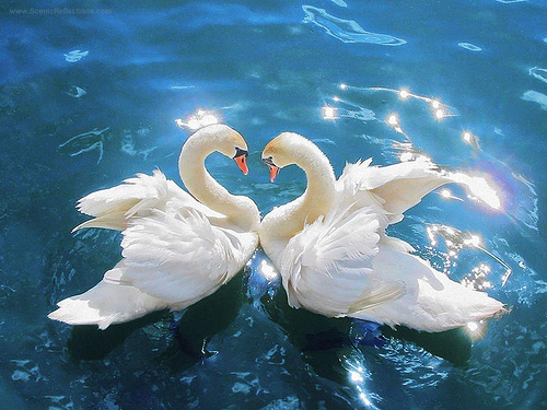 Swan Heart Desktop Wallpaper Simply Beautiful Photo