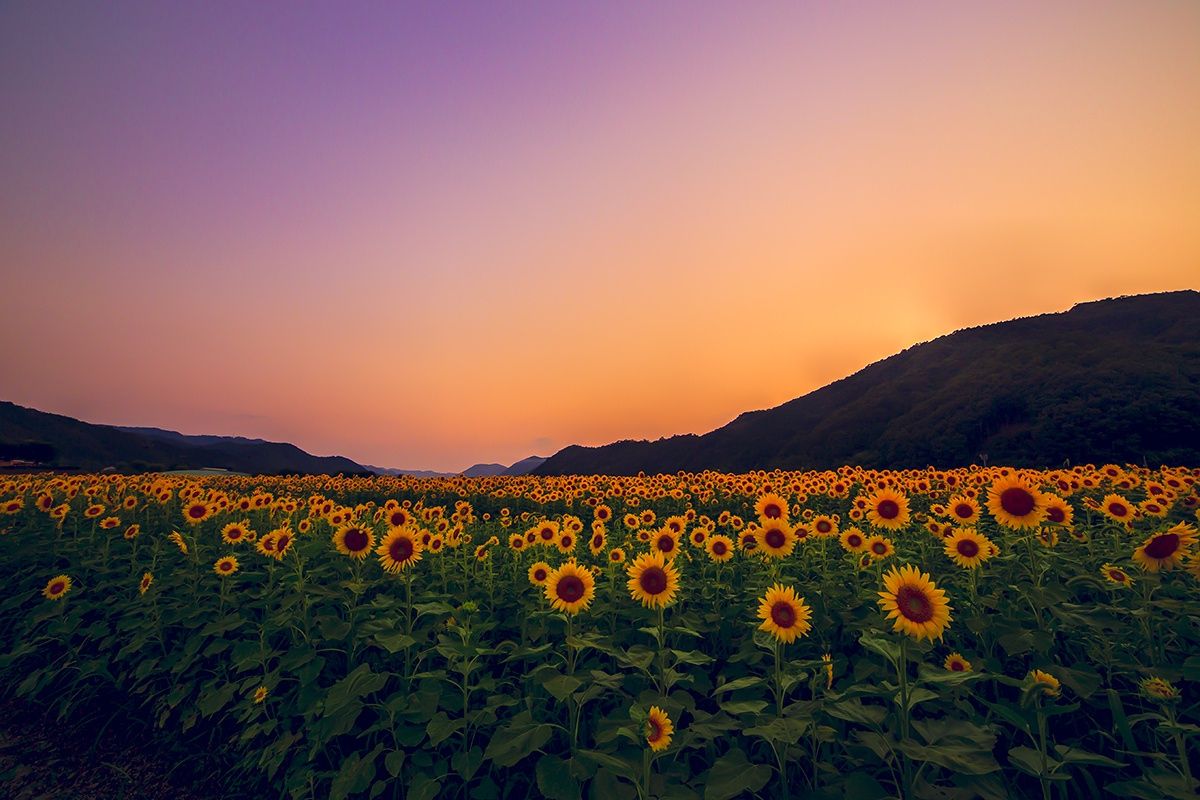 Sunflower Field Wallpaper