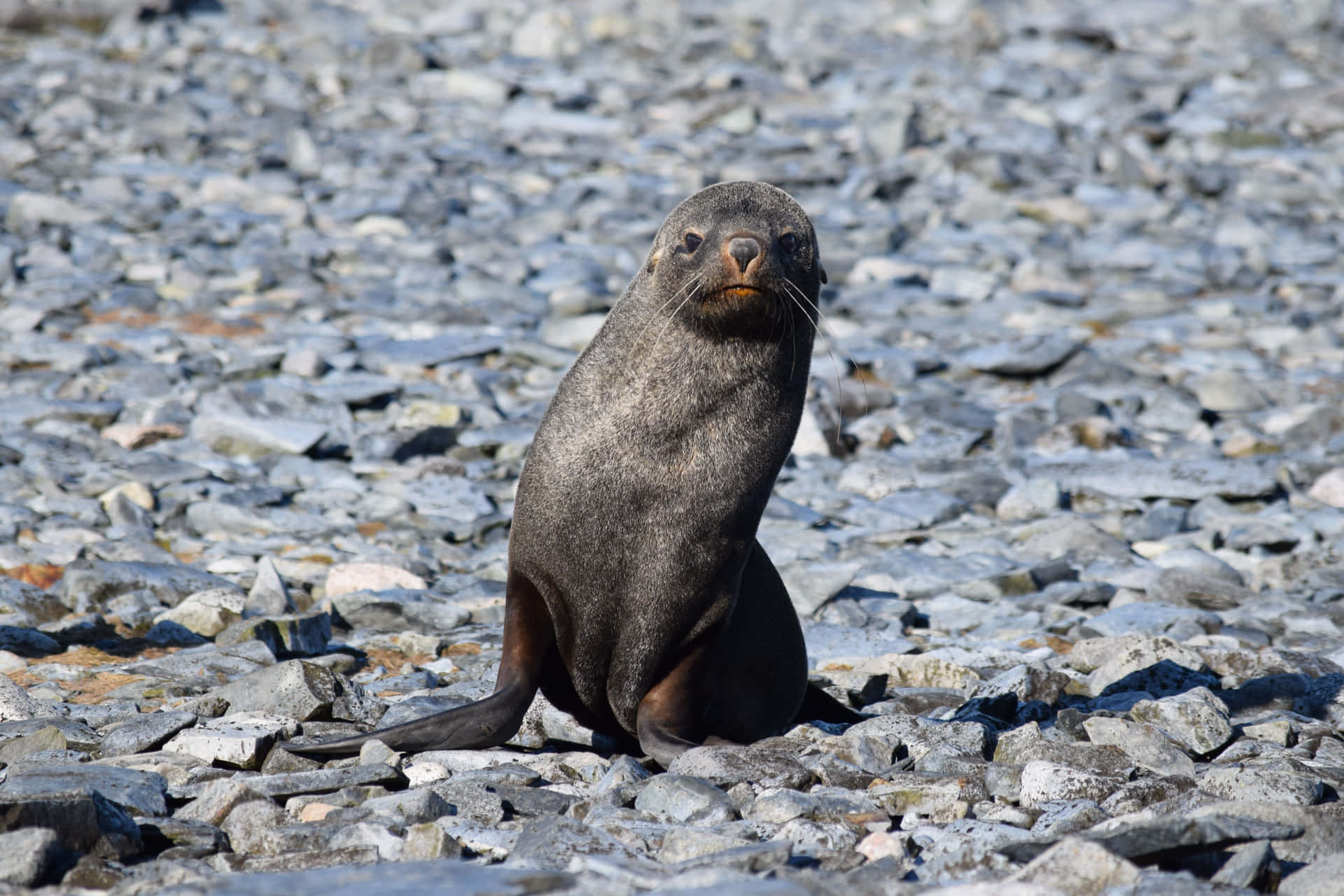 Southern Fur Seal Restingon Rocks Wallpaper
