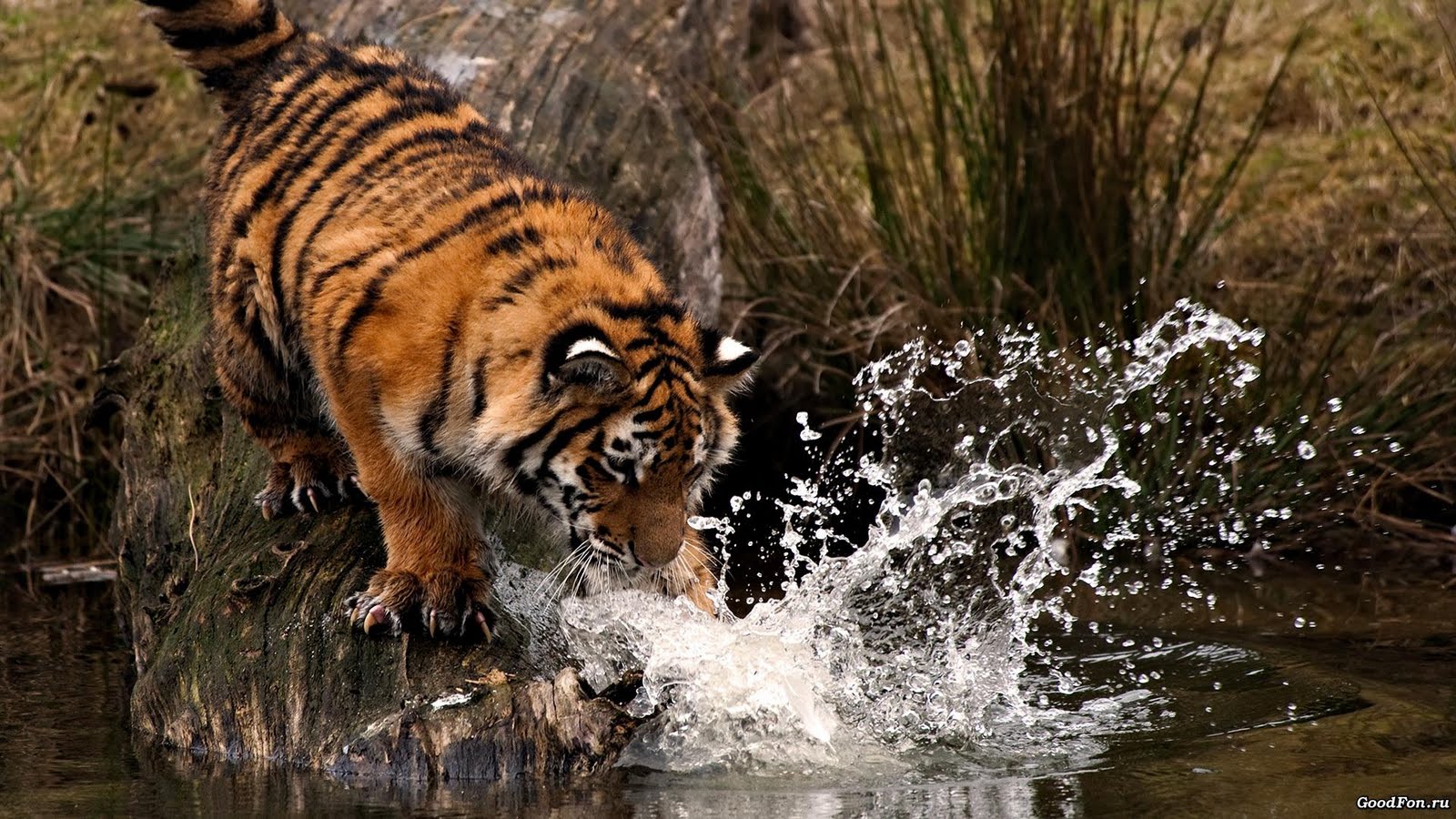 HD Tiger Wallpaper Pics Image