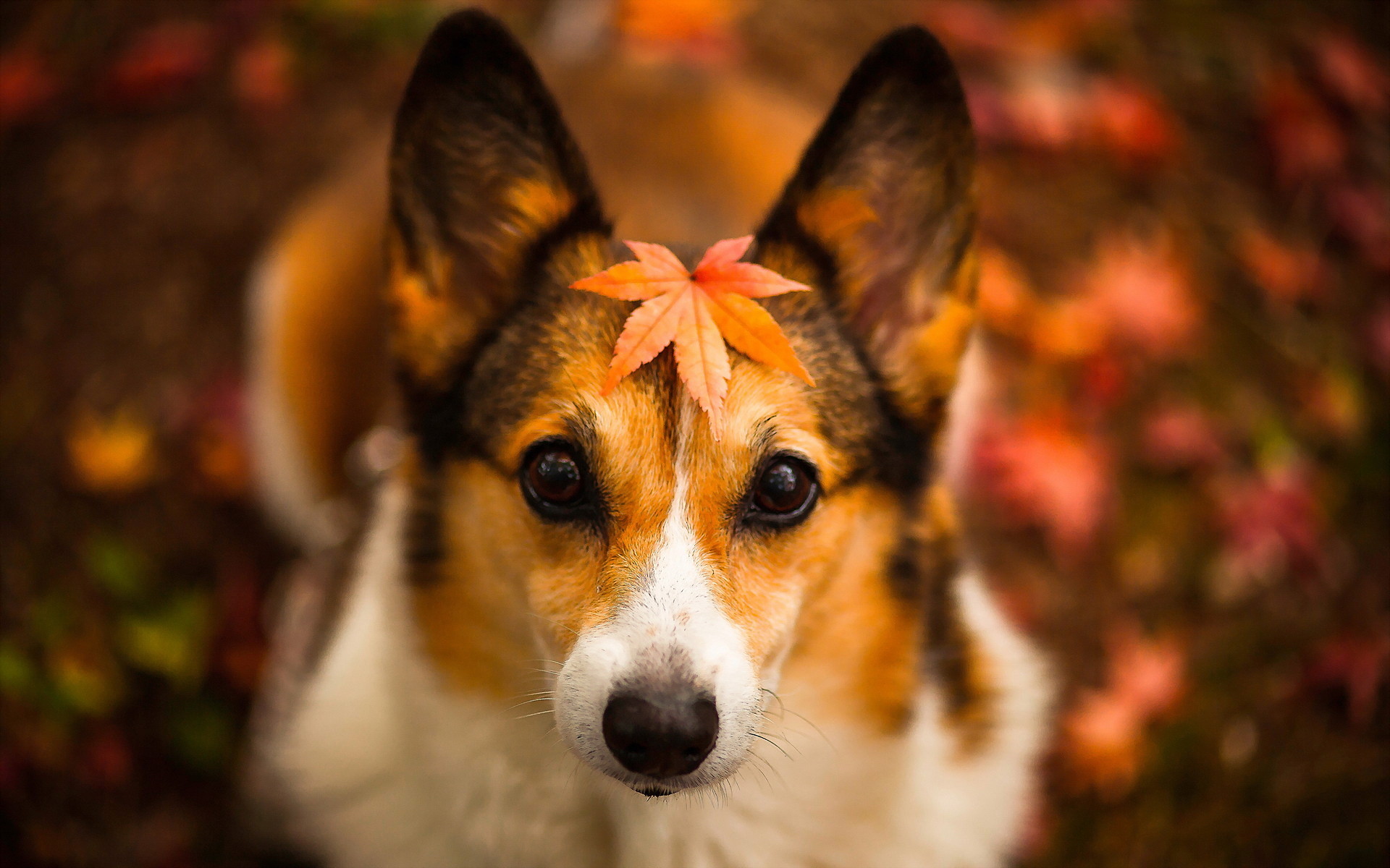 Thoroughbred Mongrel Dogs Background And Full HD Welsh Corgi