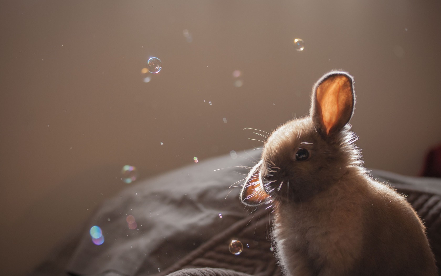 Cute Bunny Light Soap Bubbles HD Wallpaper