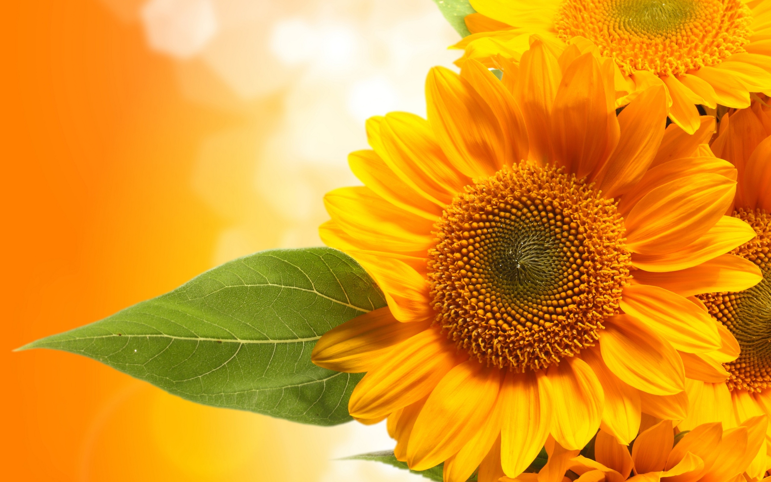 Sunflowers Wallpaper On