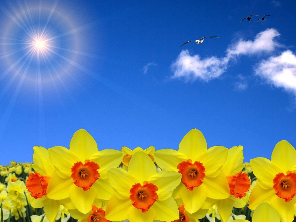 The Season Of Sunshine Spring And Daffodils Is Finally Here In West