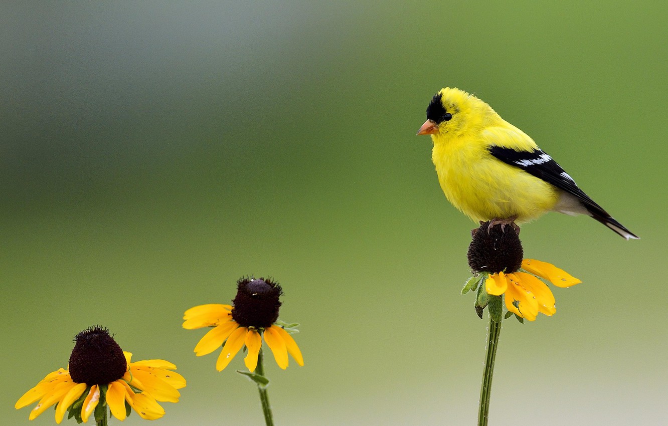 Wallpaper Flowers Bird Green Background Wildlife Yellow