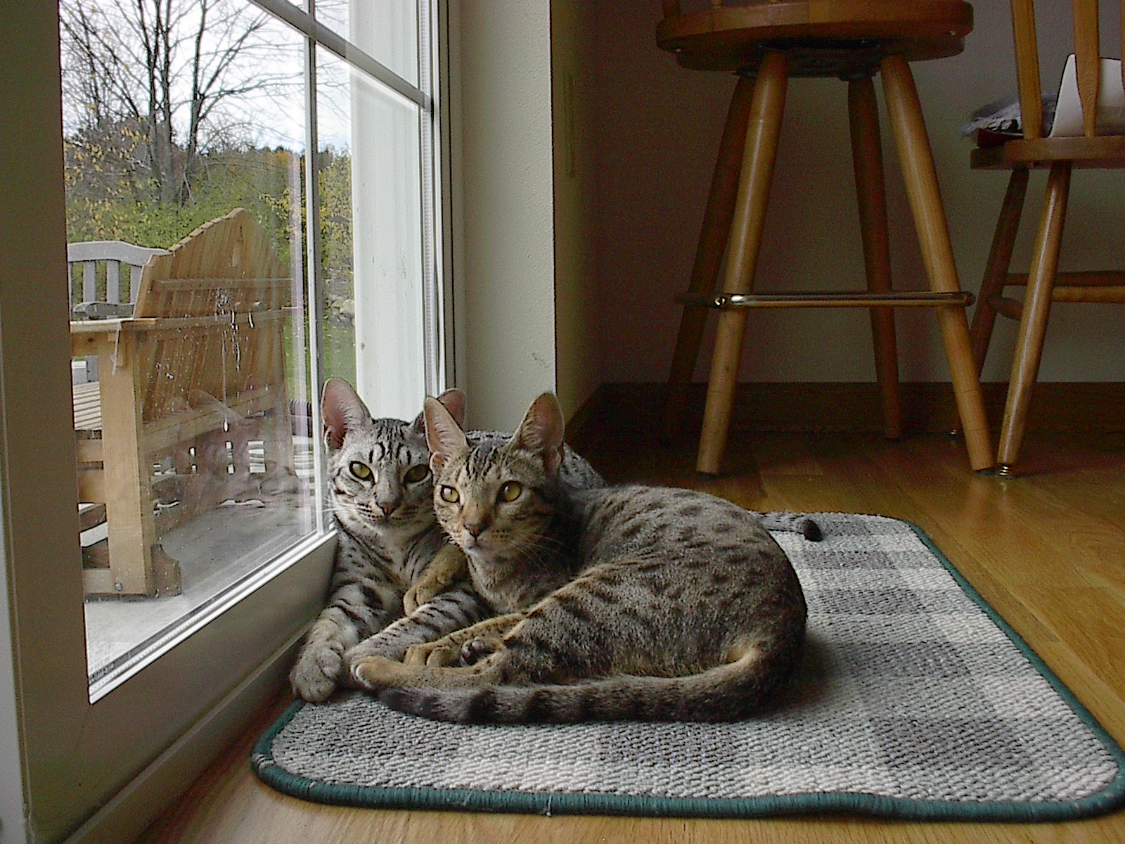 Charming Ocicat Cats Photo And Wallpaper Beautiful