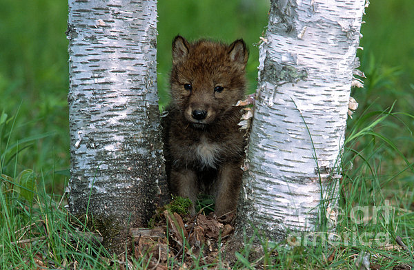 File Photo Of Wolf Pups In Timber Pup Chinowa Acting Cute