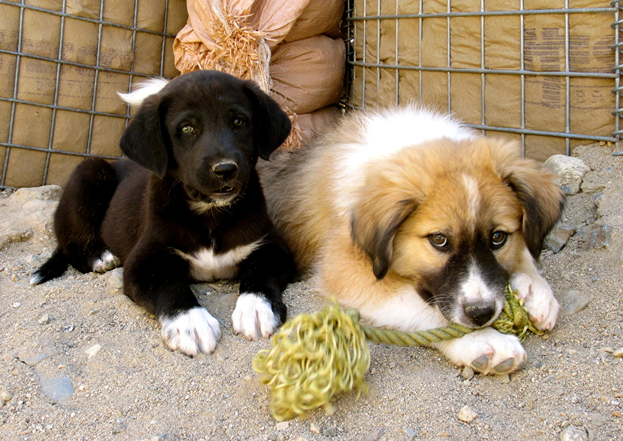 Wallpaper Puppy Afghan Hound Dogs Kuchi Dog Two Animals