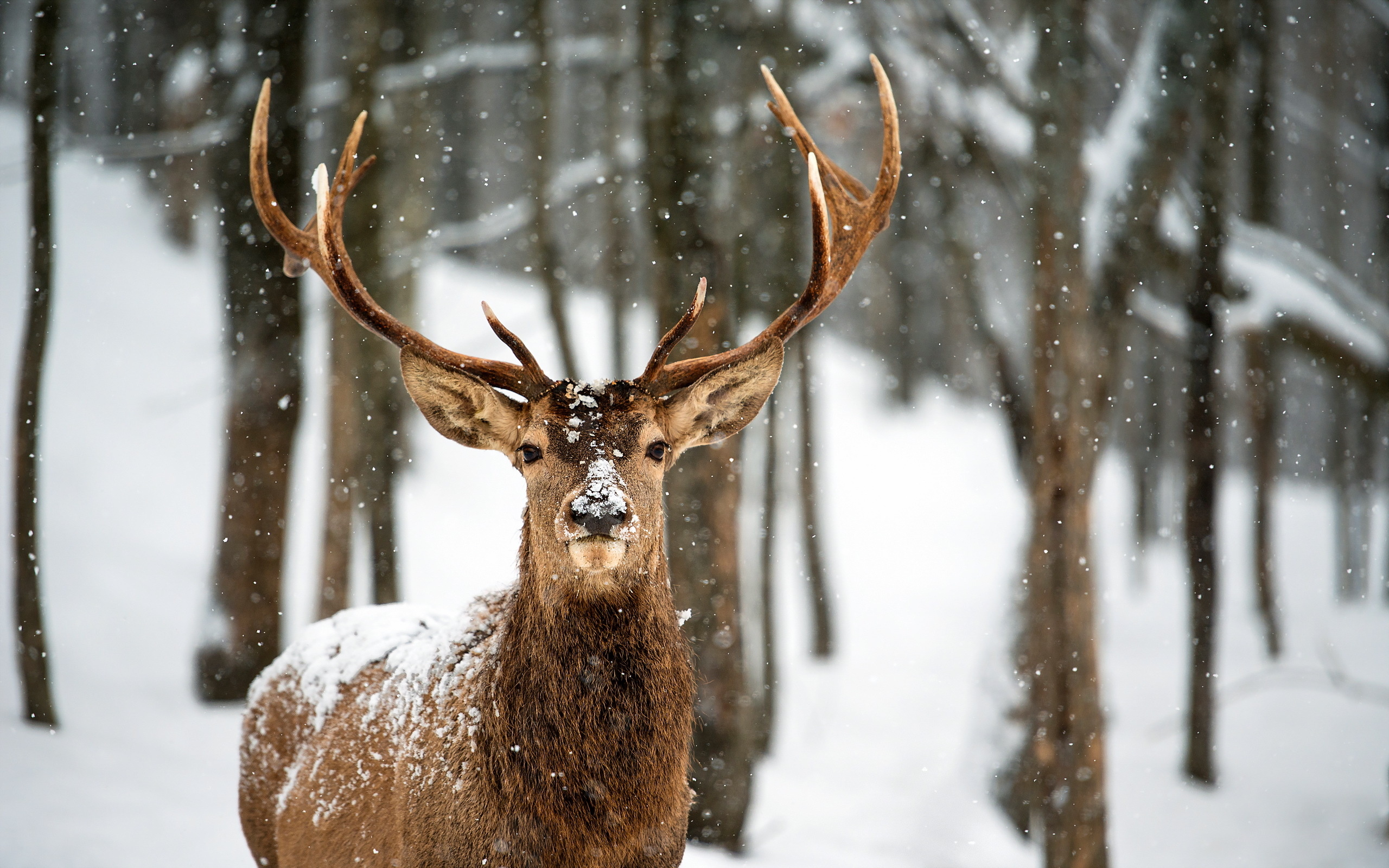 Majestic Winter Deer Wallpaper