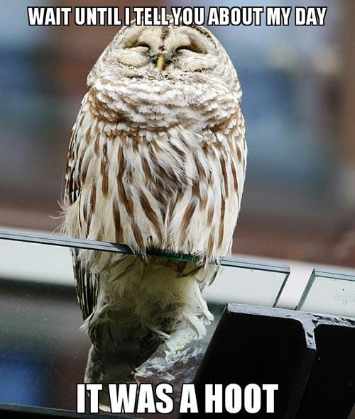 Hot Day Owl Funny Pictures