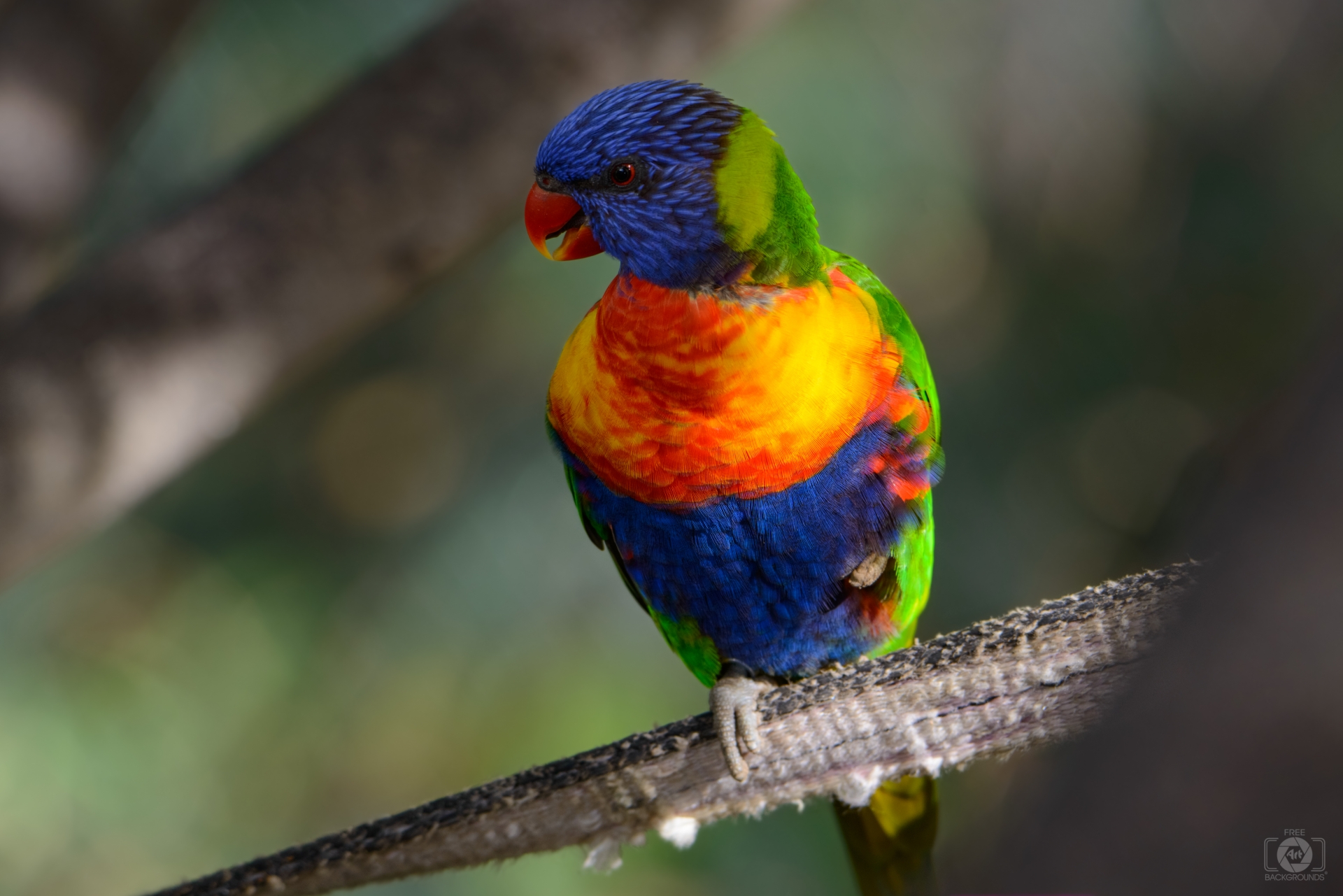 Rainbow Lorikeet Parrot Background High Quality Background