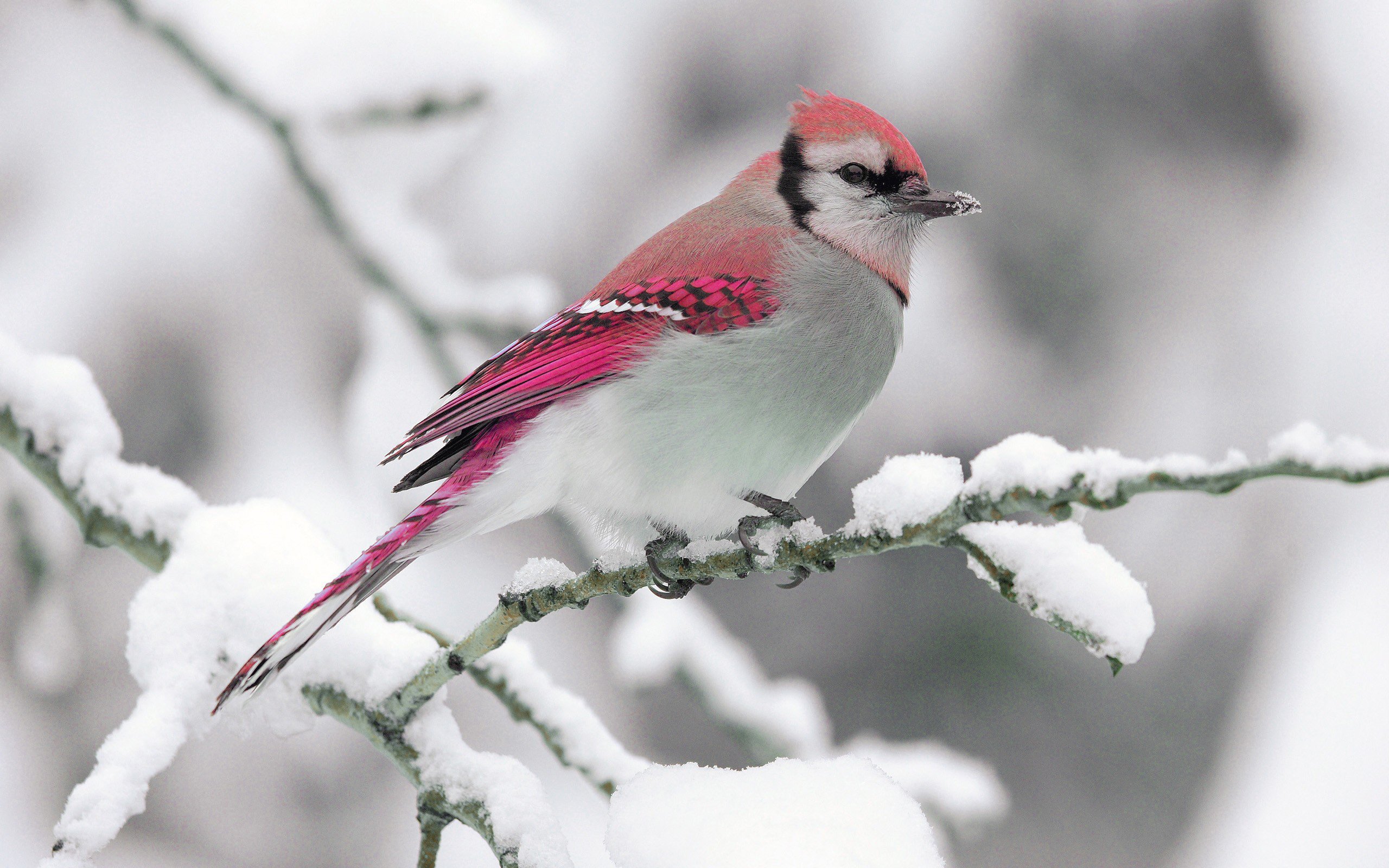 Nature winter bird snow branch wallpaper 2560x1600 309884 2560x1600