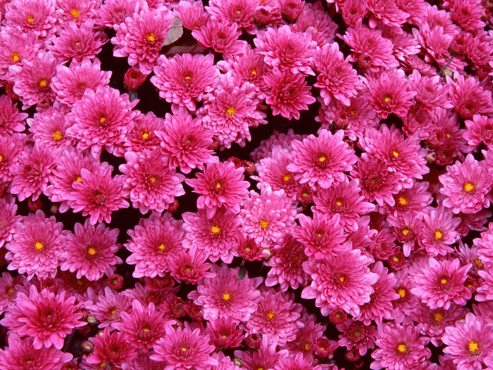 Pink Flower Wallpaper HD