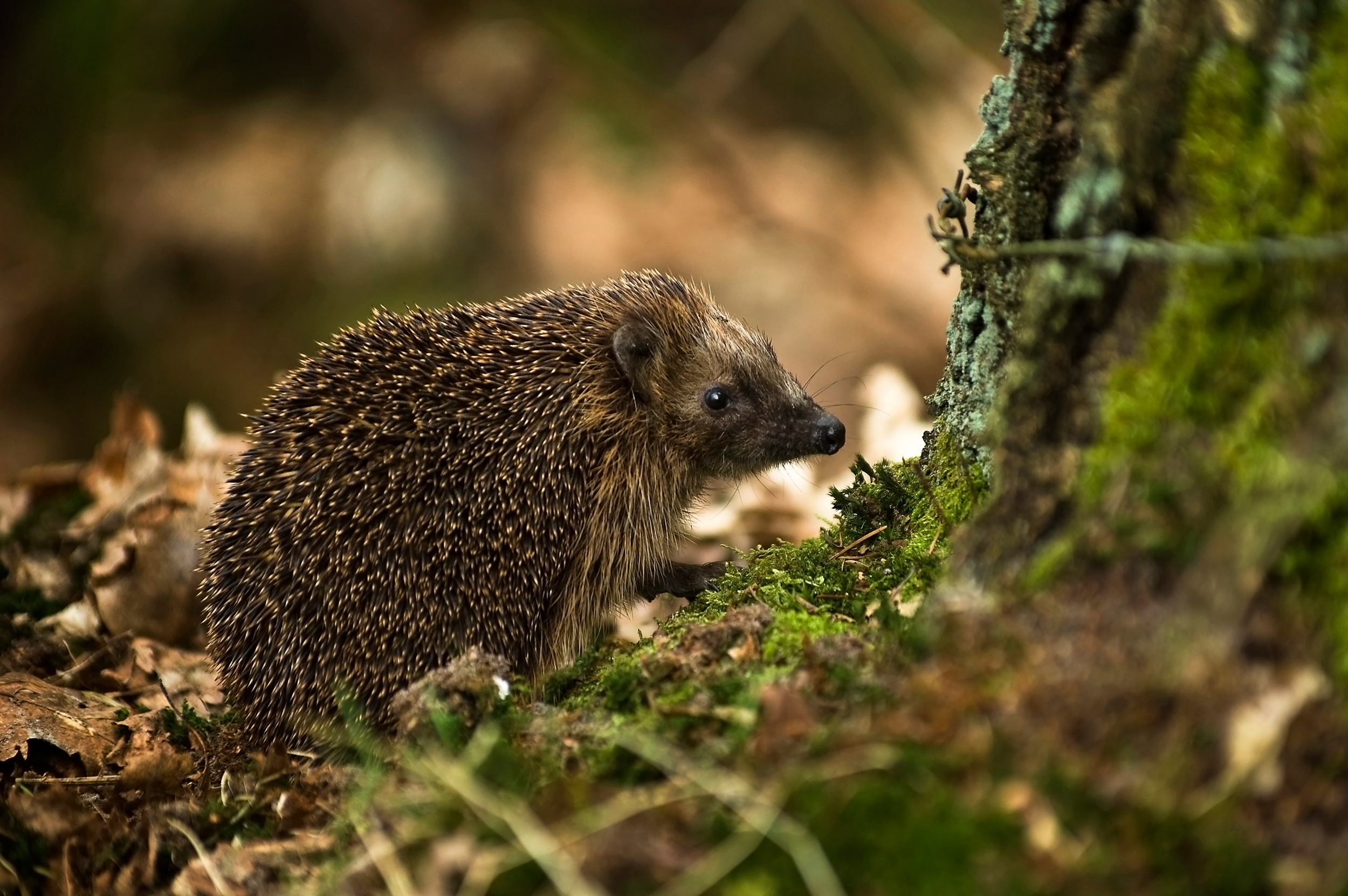 FileWest European Hedgehog Erinaceus europaeus2jpg   Wikipedia