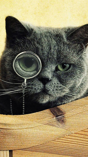 Black Cat Wear Glasses iPhone Android Mobile Wallpaper