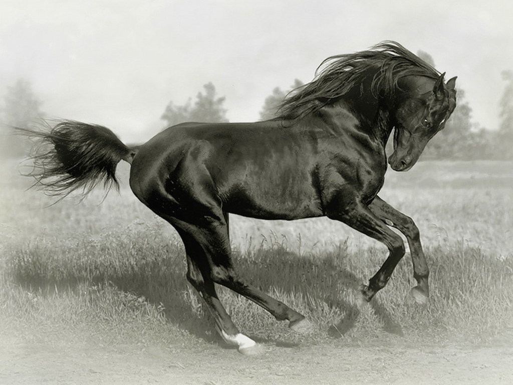 Pet Animals Wild Wallpaper Pictures Black Horse
