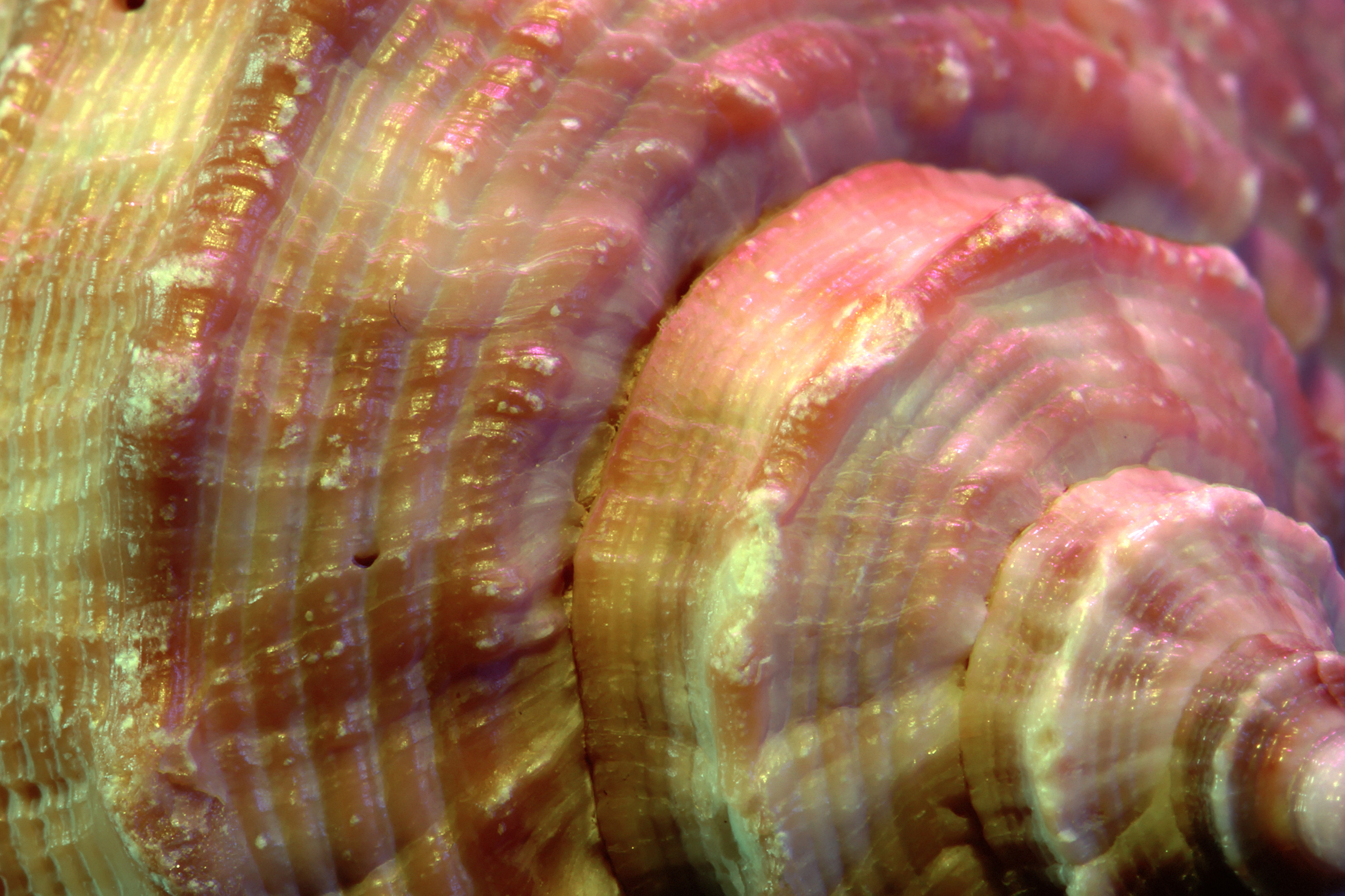 Desktop Background With Macro Photo Of Colorful Seashell HD