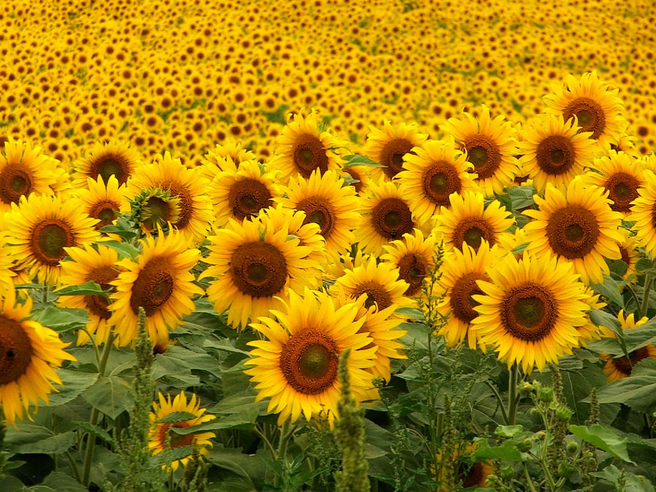 Chất lượng hình ảnh Sunflowers Wallpapers HD sẽ khiến bạn thấy ngạc nhiên và say mê. Độ sắc nét và màu sắc rực rỡ sẽ khiến cho tất cả mọi người đều bị cuốn hút bởi nó. Hãy để cho những bông hoa hướng dương đem tới niềm tin và sự tràn đầy cho cuộc sống của bạn.