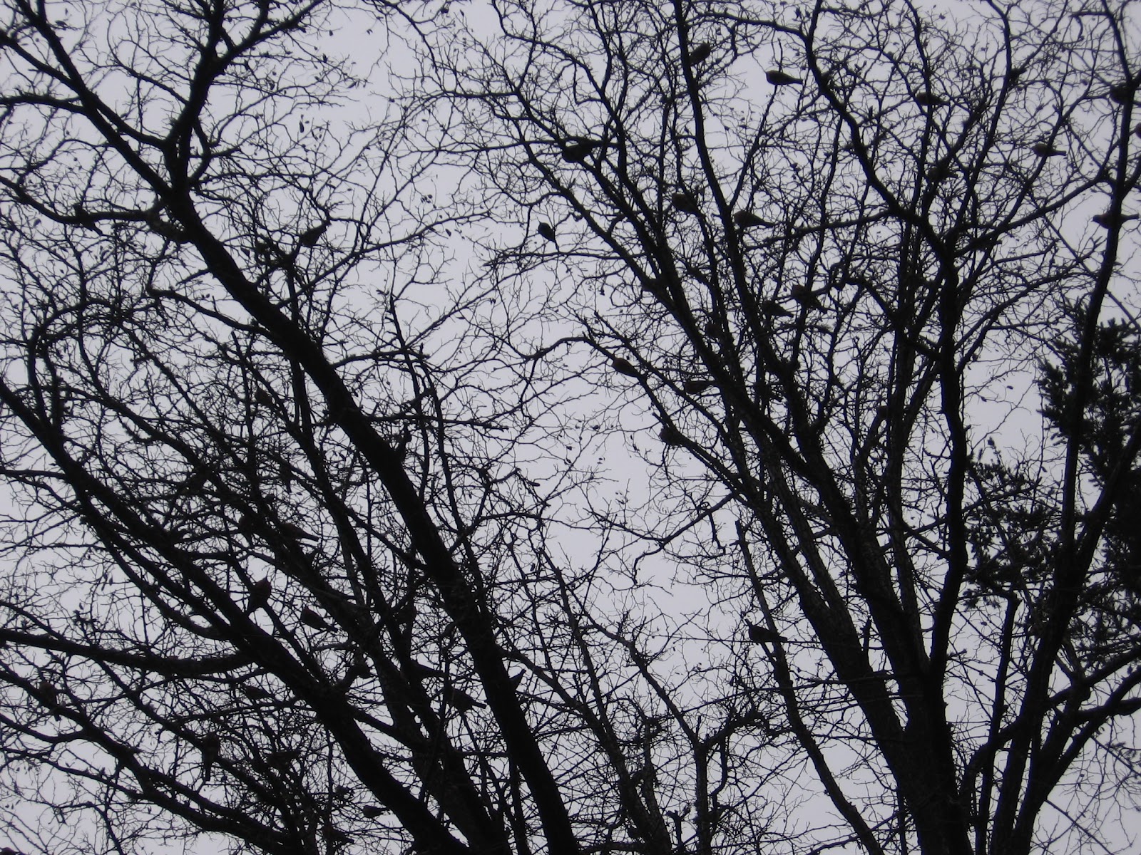 Tree Branches Silhouette Wallpaper In the bare branches of