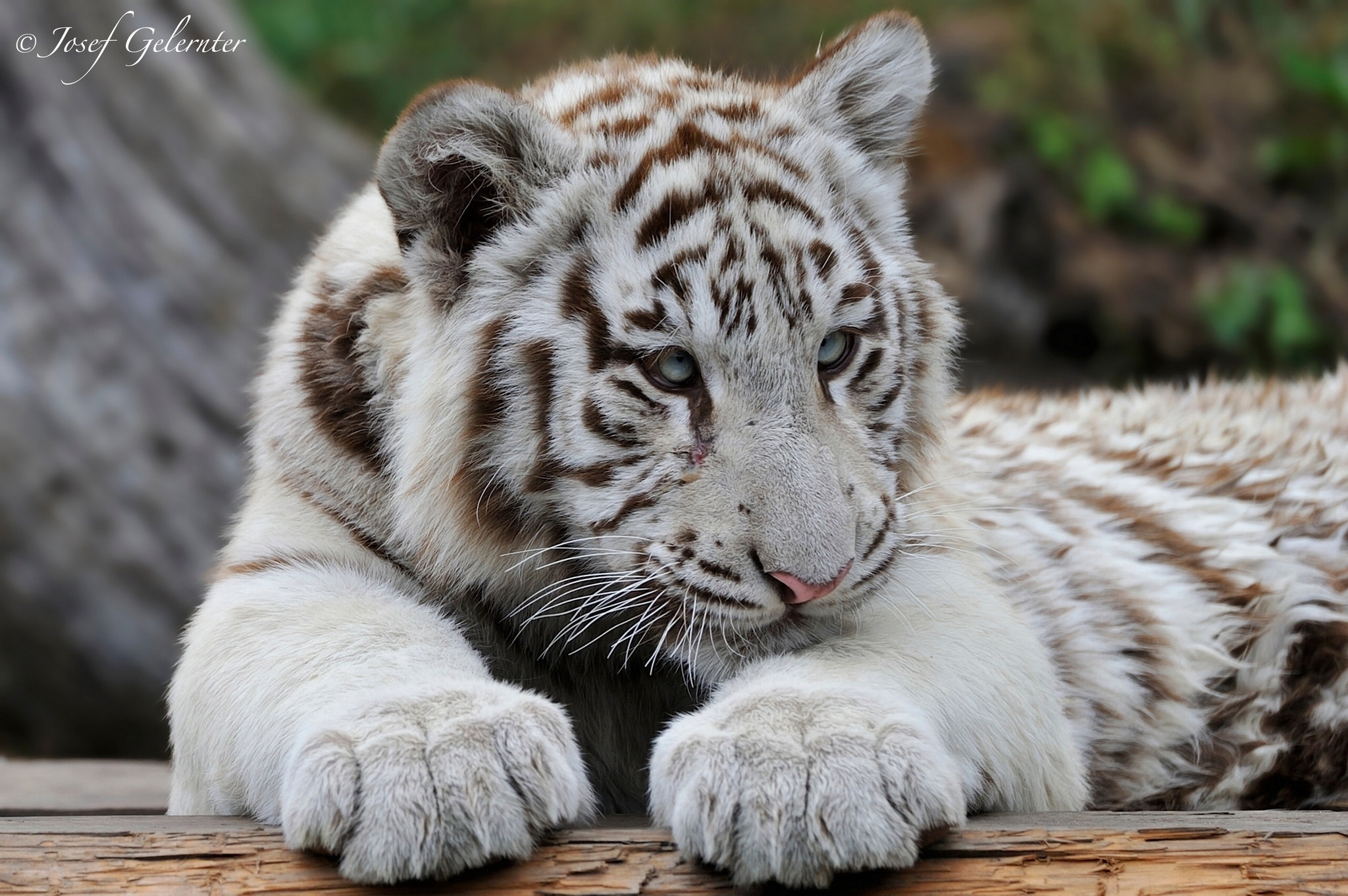 Wallpaper white tiger predator a tiger cub wallpapers cats