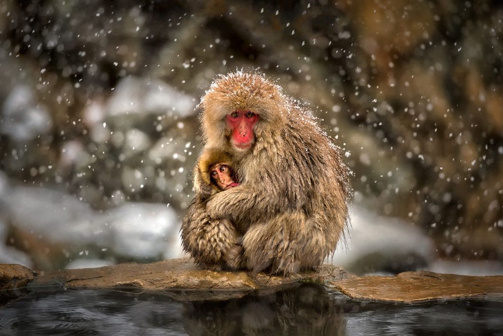 Japanese Macaque Monkey Animal Snowfall Wallpaper Animals